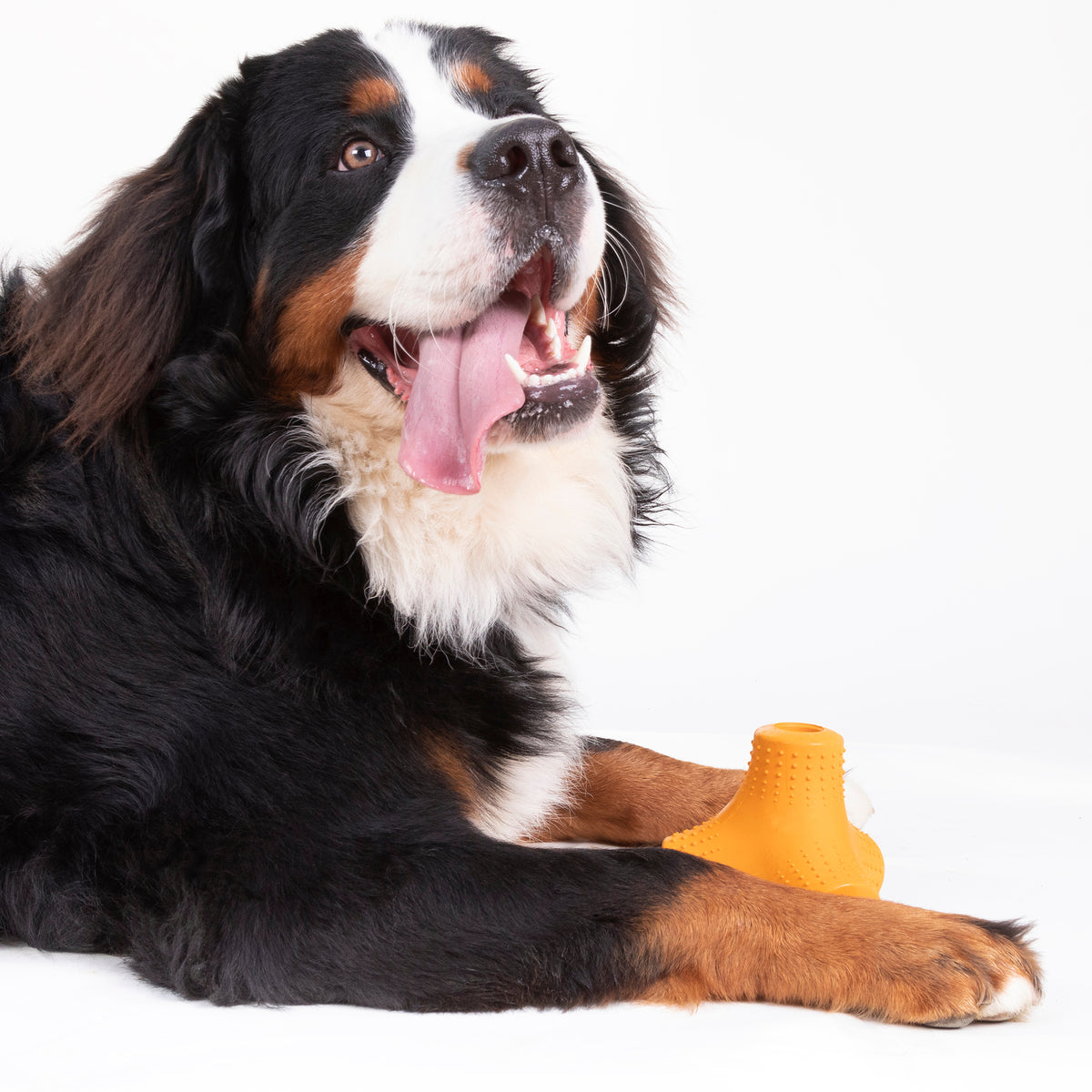 Coral Teef Super Chewer Durable Gnaw + Fetch Dog Toy