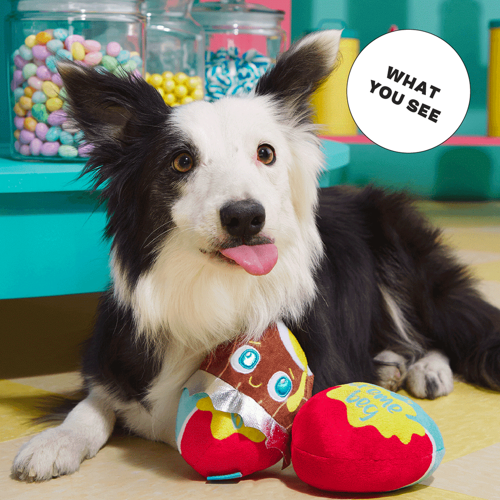 Cadfurry Eggs Plush Fetch Dog Toy