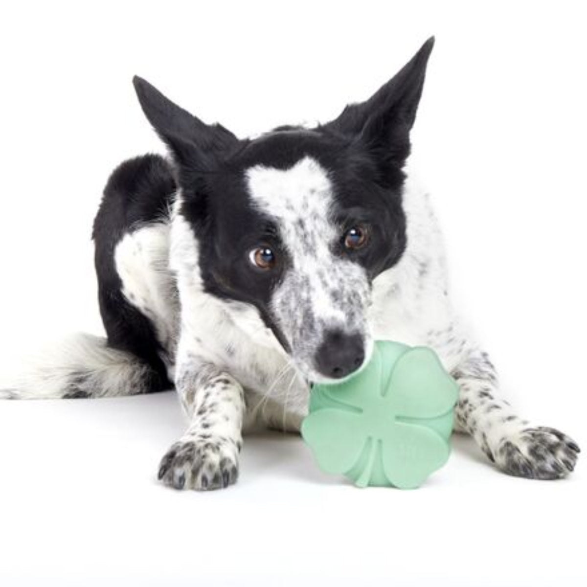 Fur Leaf Clover Durable Super Chewer Gnaw Dog Toy